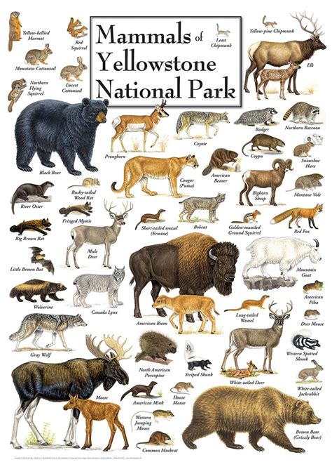 Mammals Of Yellowstone National Park 1000 Pieces Masterpieces