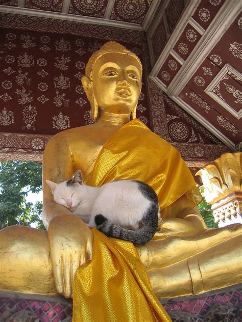Buddhism Secrets Of Cats Alan Peto