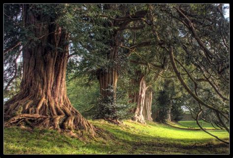 Under The Yew Tree By Ciar4n On Deviantart Tree Ancient Tree Tree