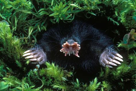 10 Of The Worlds Scariest Looking Animals