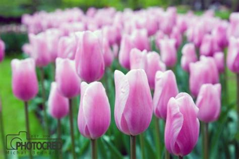 Pink Tulips Graphic By Photocreo · Creative Fabrica
