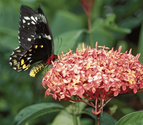 Check spelling or type a new query. Plants that Attract Hummingbirds | Hummingbird garden ...