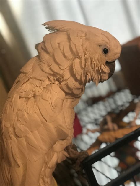 Cage, food, treats, toys, and wooden birdhouse all included for 50$ text me at. Umbrella Cockatoo Birds For Sale | Newburgh, NY #250538