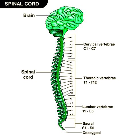 Spinal Cord Diagram Anatomy Structure Function And Spinal Cord Nerves