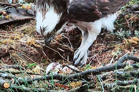 Uks Oldest Known Breeding Osprey Lays Her 70th Egg At Perthshire