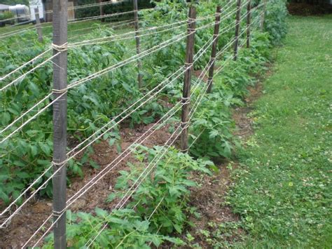 6 Ways To Support Or Train Tomatoes Cages Trellises And More