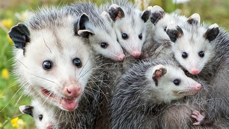 The Science Behind Why Opossums Play Dead