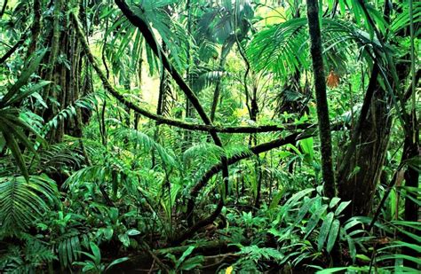 Selva Tropical Qué Es Características Fauna Flora Importancia