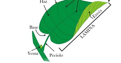 La Hoja Y Sus Partes