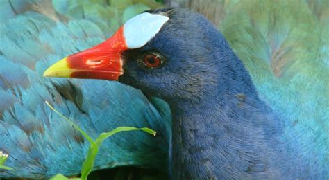 See 2 authoritative translations of azul in english with example sentences, phrases and audio pronunciations. ¿Qué hacer si se encuentra una Tingua Azul? | Bogota.gov.co