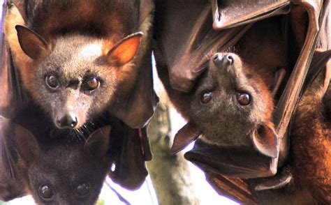 Flying Foxes Not A Health Risk Au