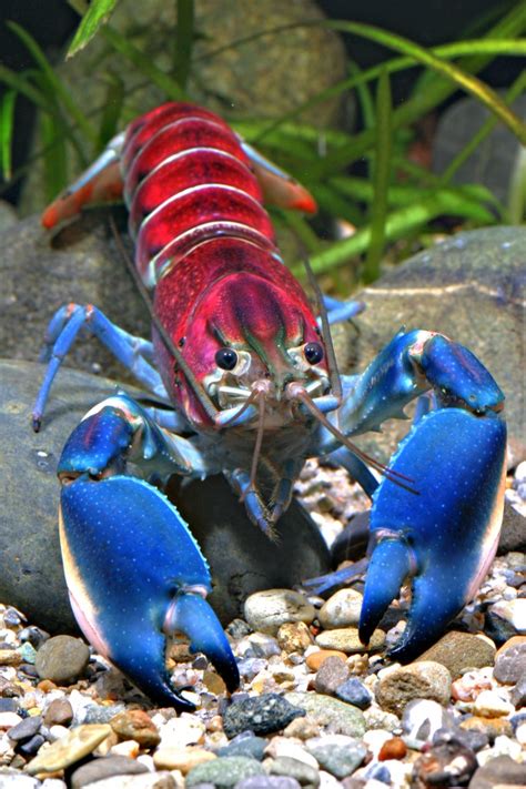 Rainbow Colored Crayfish Discovered In Indonesia Heads Up By Boys Life