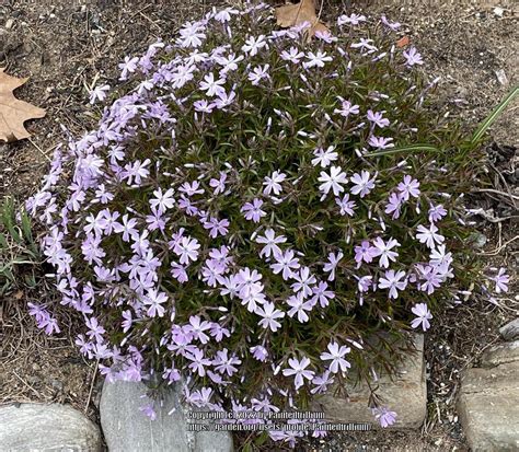 Photo Of The Entire Plant Of Creeping Phlox Phlox Subulata Posted By