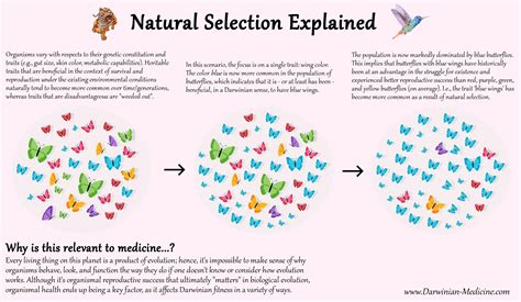 Natural Selection
