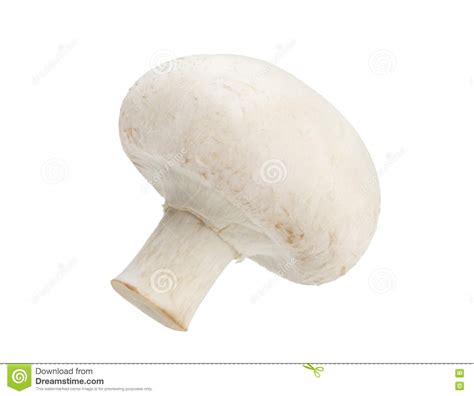 One Mushroom Champignon Isolated On White Background With Clipping