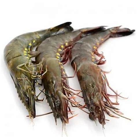 Black Tiger Prawns In Chennai Latest Price Mandi Rates From Dealers