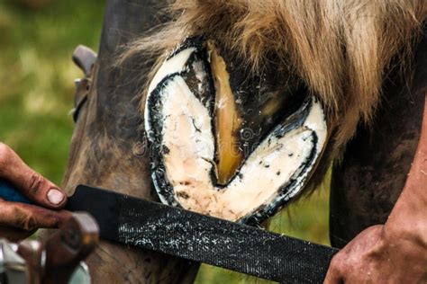 Horses Hoof Being Shoed By Farrierblacksmith Stock Photo Image Of