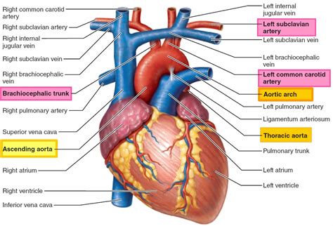 Aorta Anatomy Function Branches Location And Aorta Problems