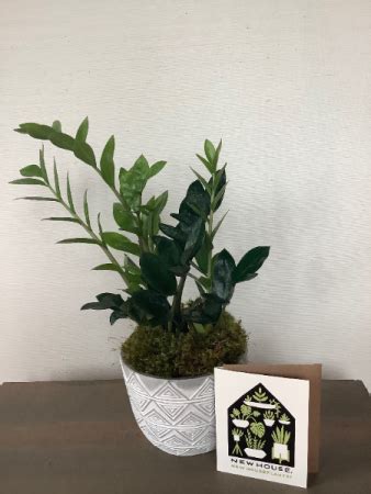 We are here for all your floral needs. Housewarming Houseplant Set Gift Basket in Nashville, TN ...