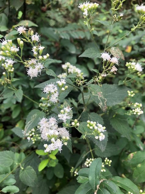 Whats In Bloom White Snakeroot Virginia Working Landscapes