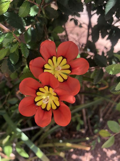 Schools provided by the listing agent. Escondido St. Las Vegas | Flower power, Flowers, Plants
