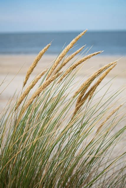Sea Grass Beach Free Photo On Pixabay Pixabay