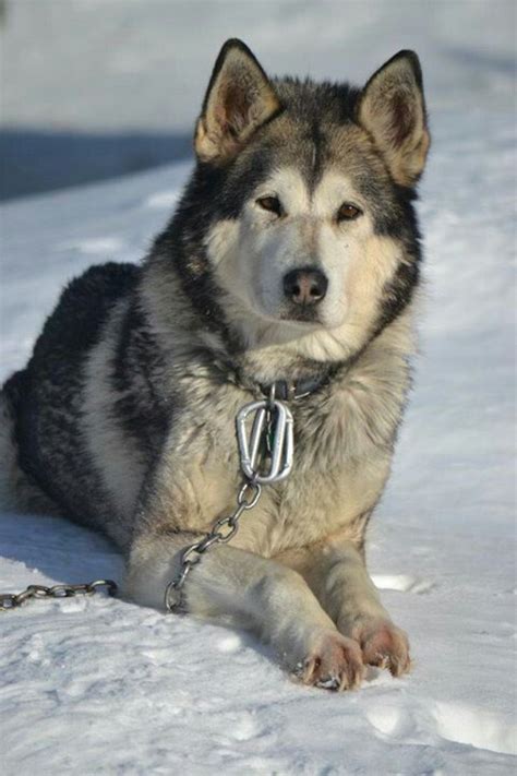 Alaskan Malamute Wolf Black Husky Pets Lovers