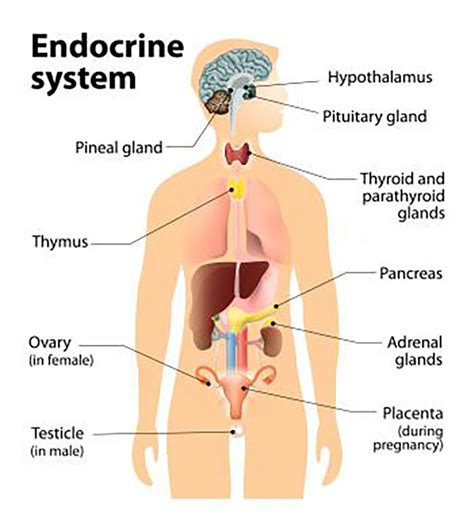 Endocrine System Human Body Diagram Coast Clinic