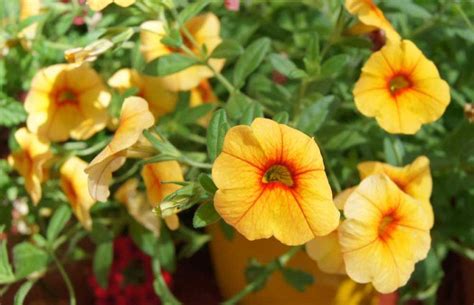 Las plantas colgantes son plantas exigentes en lo que a la temperatura se refiere, ya que se adaptan perfectamente, sin embargo, tal como sucede con la. 9 flores colgantes para balcón o terraza | Jardineria On