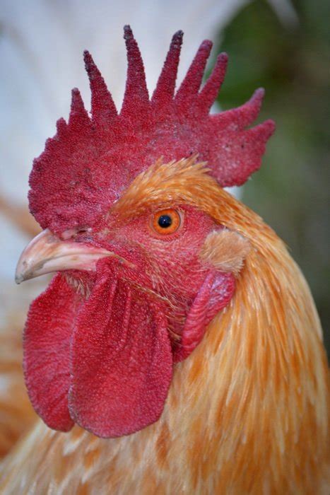 Close Up Of The Head Of Cock Free Image Download