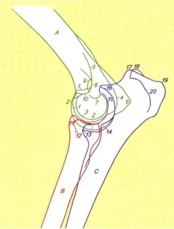 Describe the examination to the doctor using the anatomical and. Anatomy of the Elbow Joint and Denotation of Elbow Diseases - WSAVA2004 - VIN