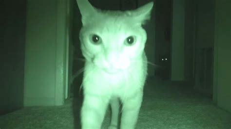 Night Vision Camera Captures How Four Cats Entertain Themselves While Their Humans Are Sleeping