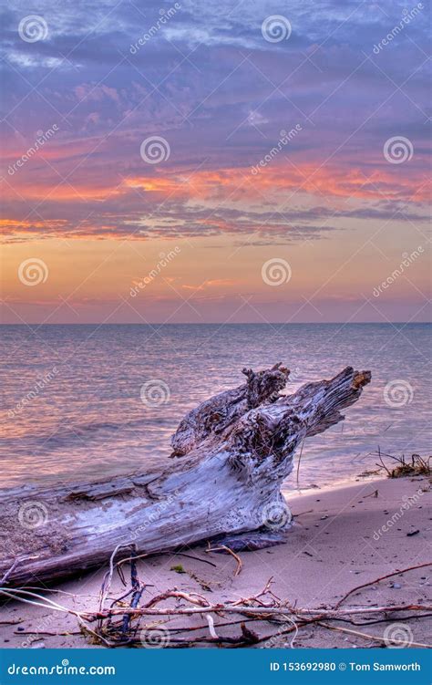 Driftwood On The Beach At Sunset Stock Photo Image Of Tree Driftwood