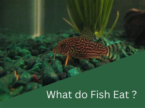 What Do Fish Eat Feeding Your Aquarium Fish