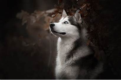 Husky Dog Siberian Wallpapers Breed 4k Desktop