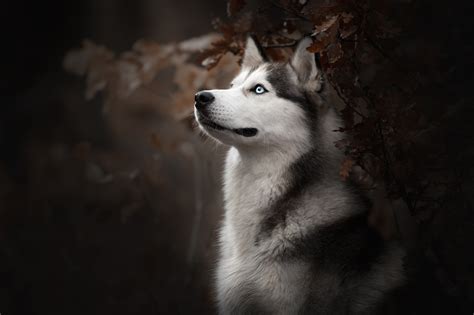 Such beautiful dogs in every way!. Siberian Husky Dog Breed, HD Animals, 4k Wallpapers ...