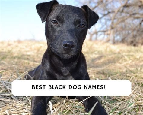 205 Best Black Dog Names 2024 We Love Doodles