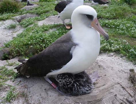 Albatross Wikipedia Atelier Yuwaciaojp