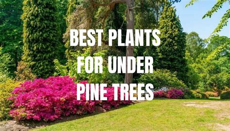 Plants And Shrubs That Grow Under Pine Trees