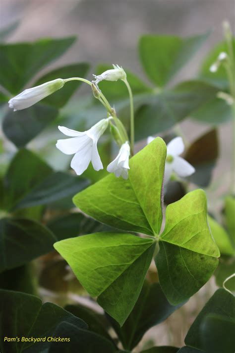 Maybe you would like to learn more about one of these? How to Care for a Shamrock Plant - Countryside Network ...