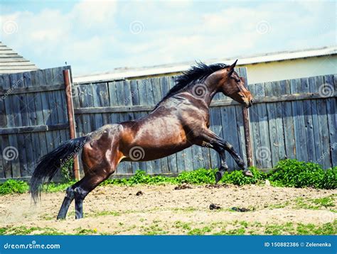 Horse Run Gallop In Meadow Stock Photo Image Of Nature 150882386