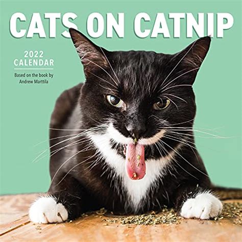 Cats On Catnip 2022 Calendar Zu Verkaufen Picclick De