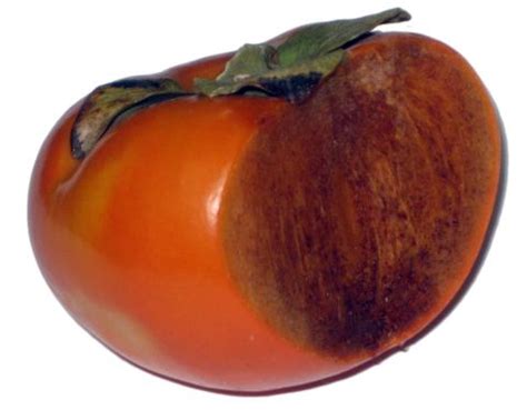 Some of these species, like the dark brown chocolate persimmon, are increasingly popular with chefs and. Chocolate Persimmon - Nature's Produce