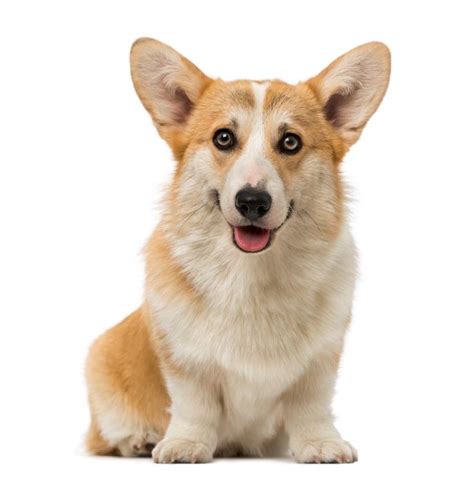 Dog Pembroke Welsh Corgi Traits And Pictures