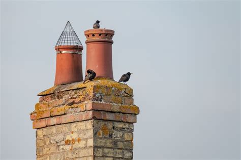 National Bird Guard Week 9th To 13th March All About Chimneys