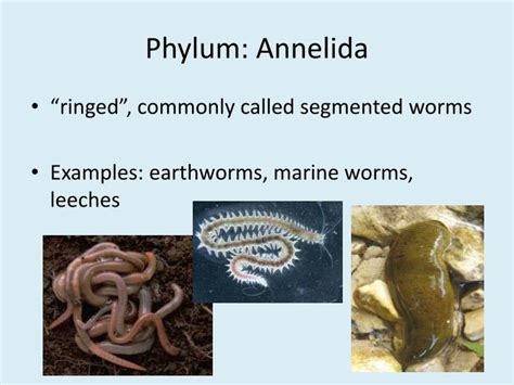 Earthworms and leeches arthropoda annelida: PPT - Phylum: Annelida PowerPoint Presentation, free ...