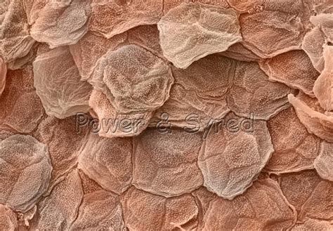 Skin Cells Under A Microscope Images And Photos Finder