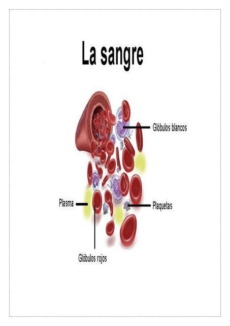 Mapas Conceptuales Sangre Enfermer A Sangre Cl Nica Udocz The