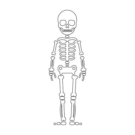 How To Draw A Skeleton Step By Step