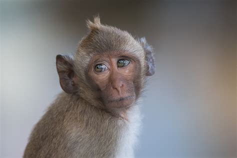 Portrait Of A Long Tailed Macaque Sean Crane Photography